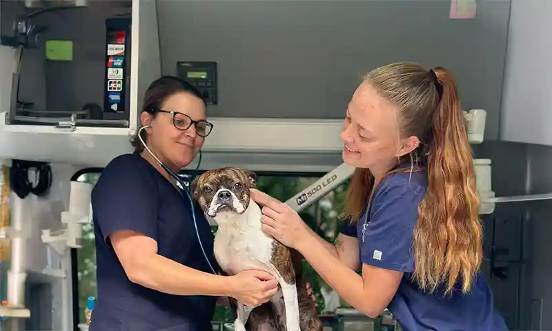 Treating a canine patient Treating a canine patient