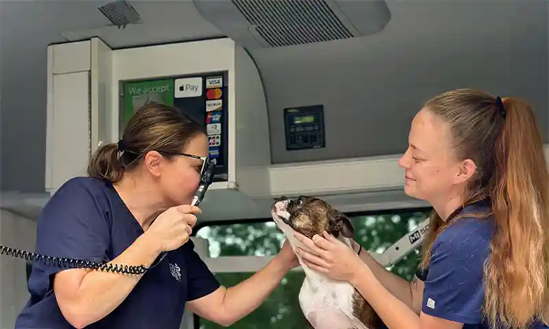 Examining a canine patient Examining a canine patient