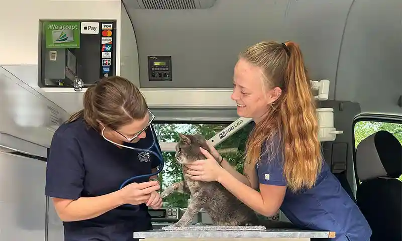 Examining a feline patient Examining a feline patient