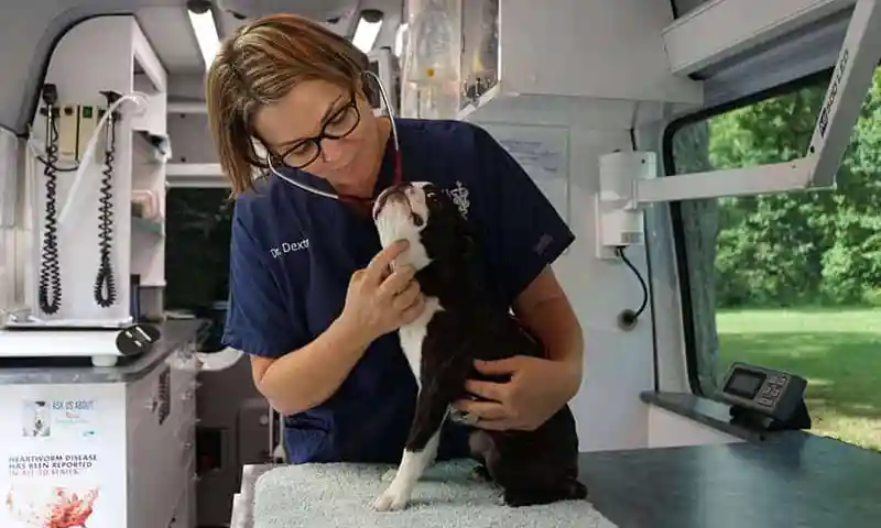 Loving one of our canine patients Loving one of our canine patients