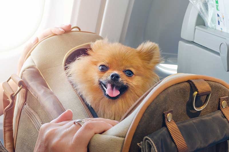 A pomeranian sitting in a suitcase