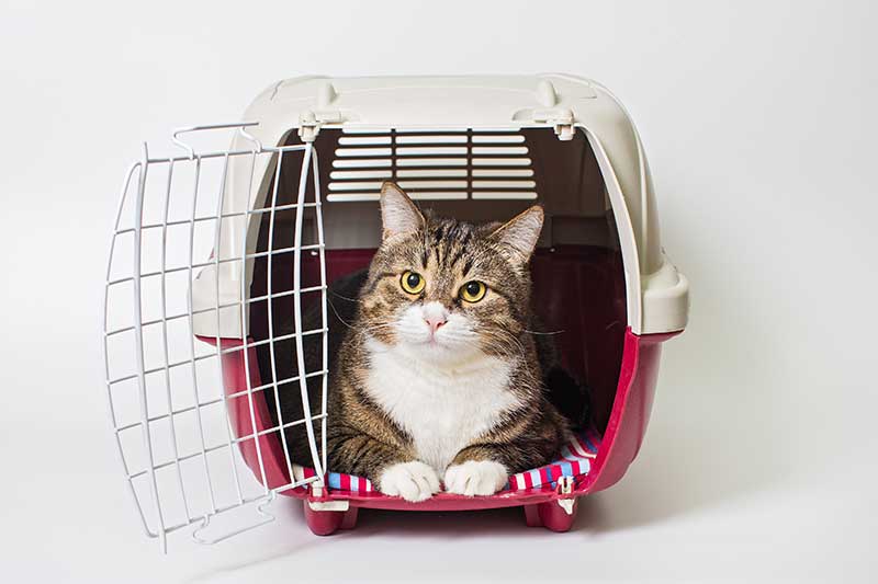 A cat in a carrier