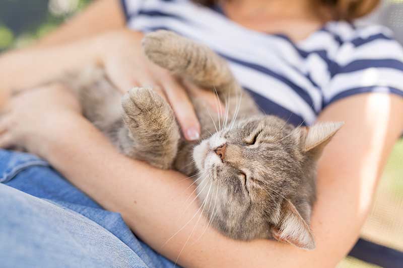 A cat being held and petted