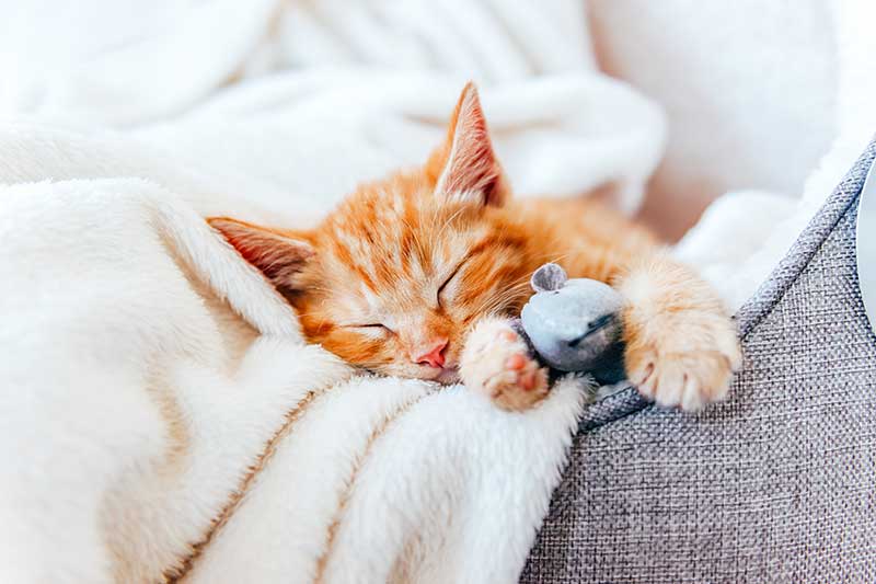 A kitten cuddled up in a blanket