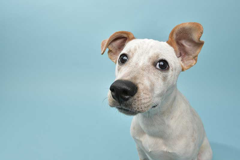 A dog on a blue background