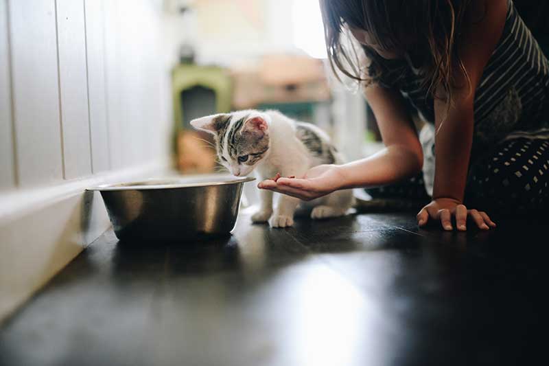 A kitten being fed