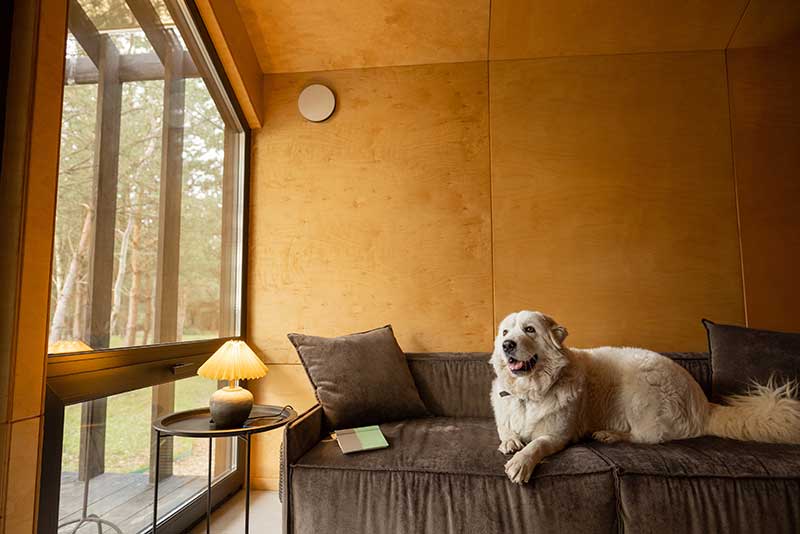 A large fluffy dog on a couch