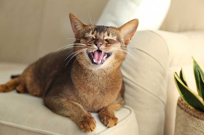 A cat meowing