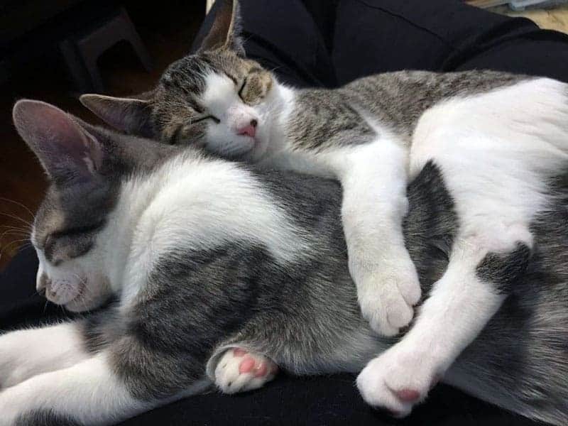 Two happy, healthy cats snuggling.