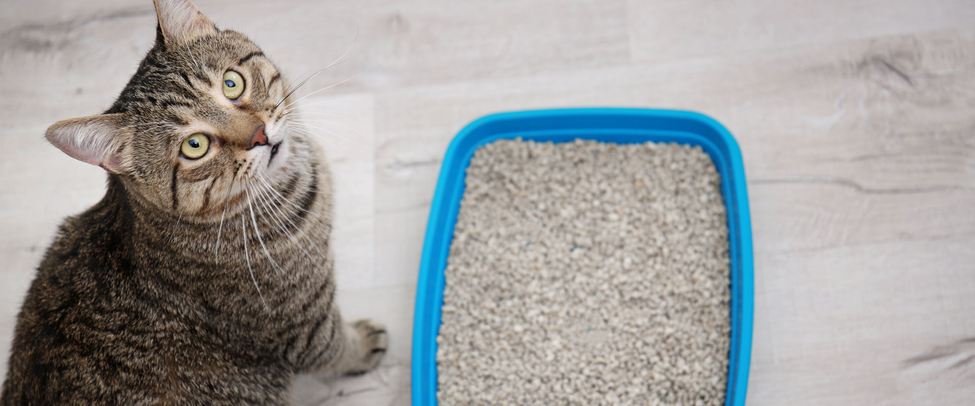 Litter Box Troubles? Understanding Feline Urinary Disease