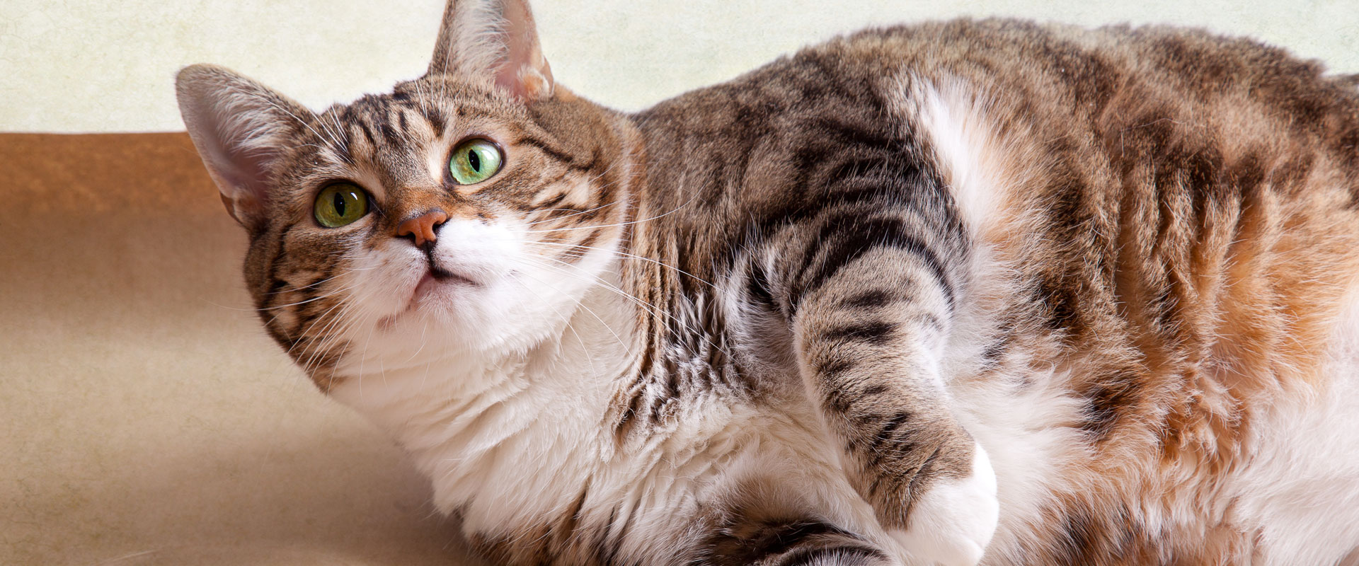 What to Do About Your Overweight Indoor Cat