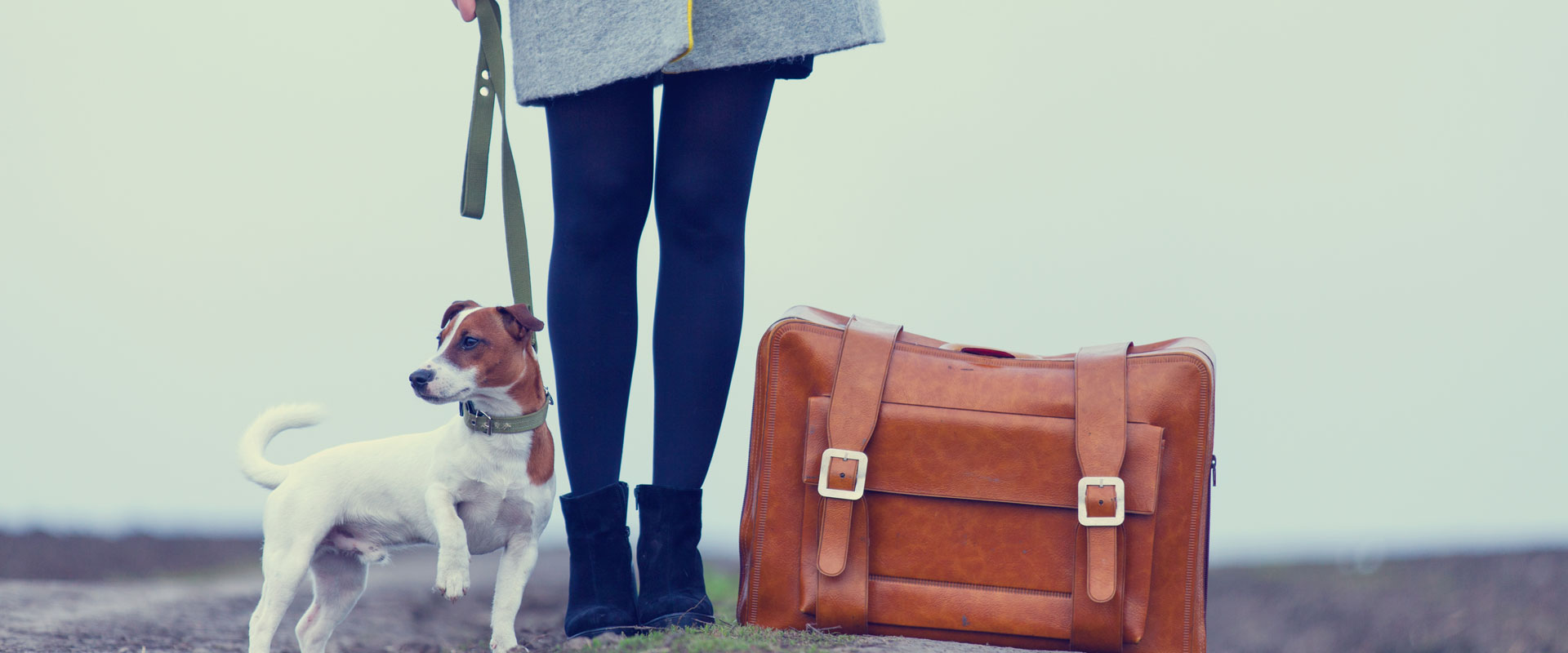 Traveling with Your Pets? This Is the One Thing You Must Pack