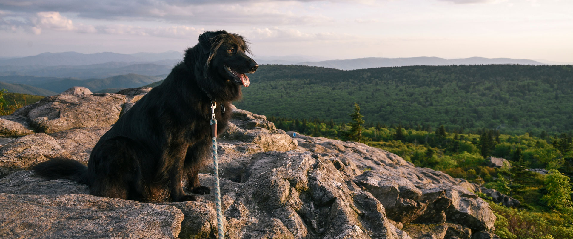 Explore the Great Outdoors with Your Best Four-Footed Friend (and These Safety Tips)