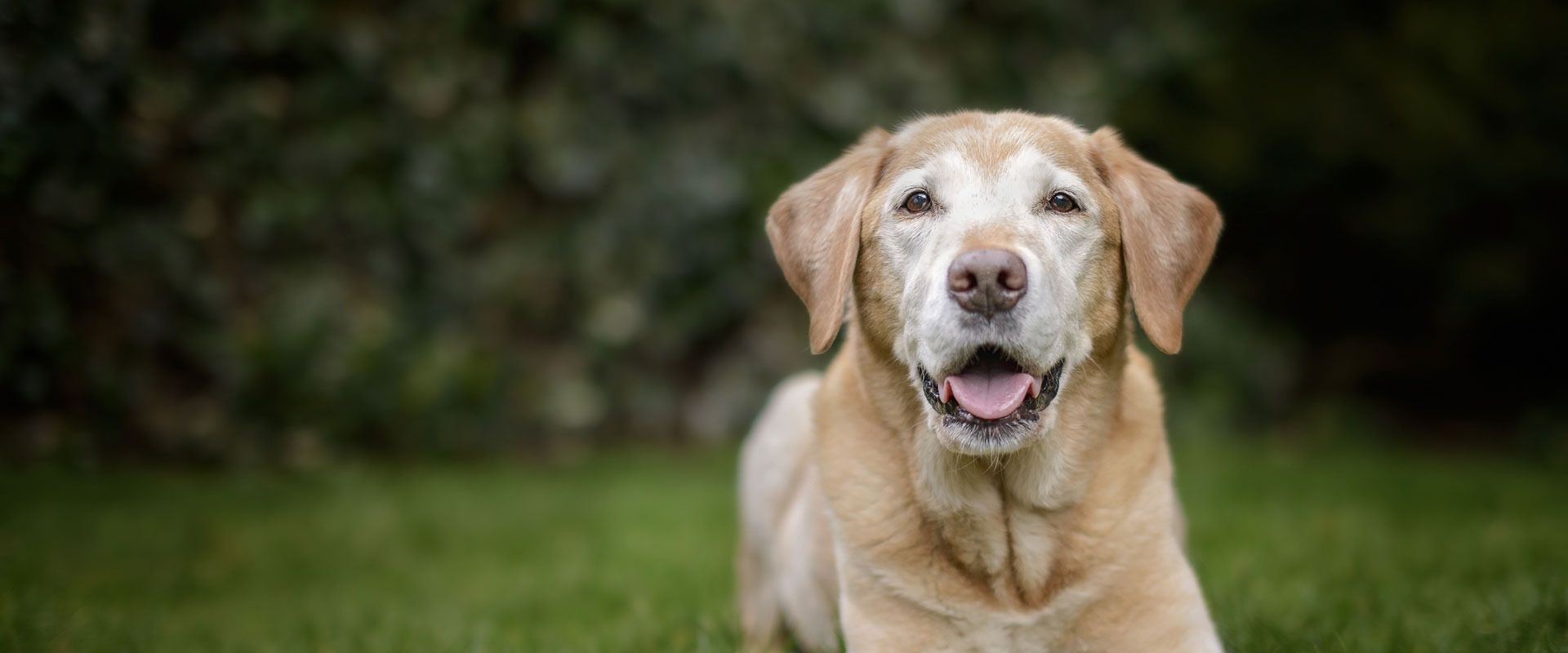 How to Be There for Your Senior Pet