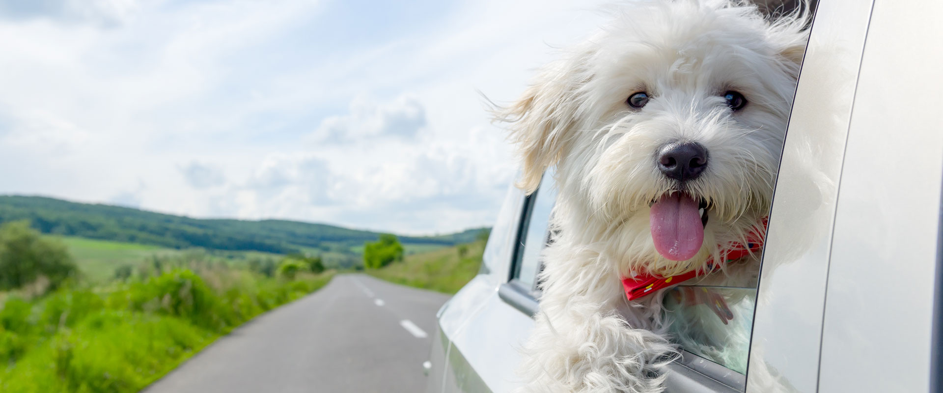 Tips for Safe Car Travel with Your Dog