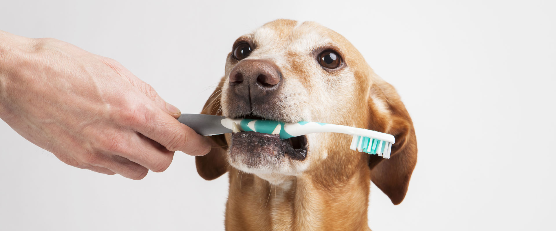 Do You Really Need to Brush Your Pet’s Teeth?