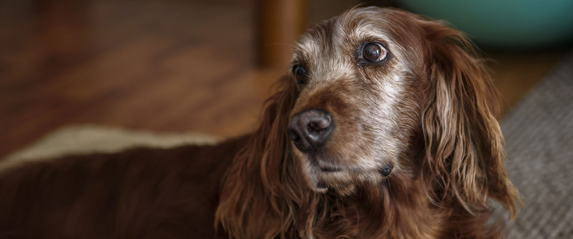 How to Care for a Blind or Deaf Pet