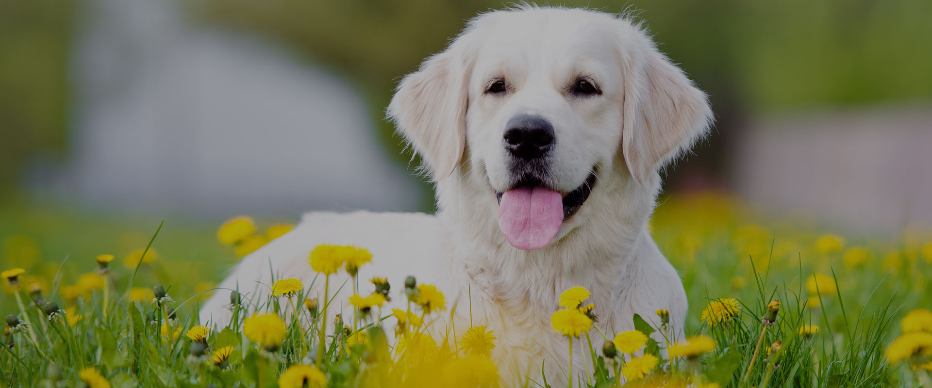 What to Do About Your Pet’s Seasonal Allergies