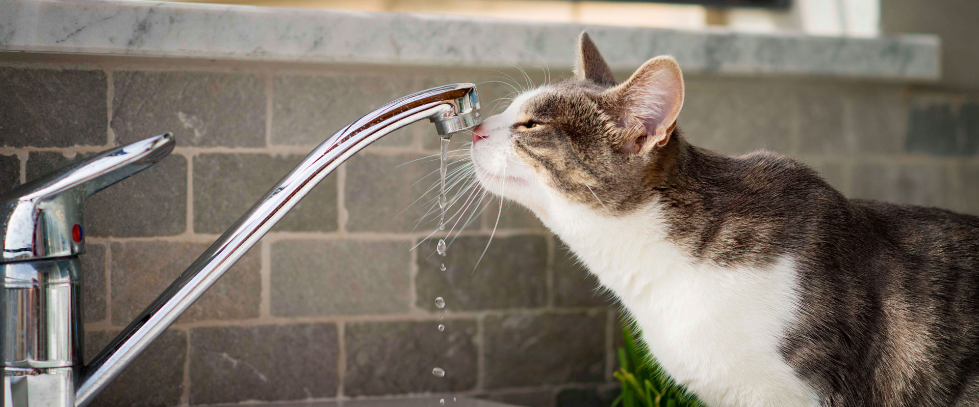 Is Tap Water Safe for My Pet?