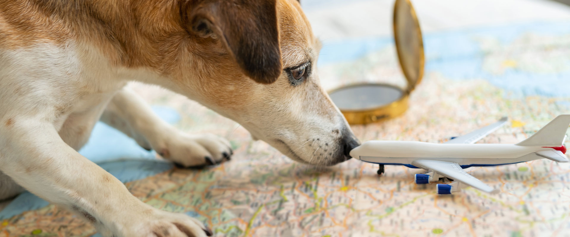 Simple Tips for Traveling Well With Your Pet