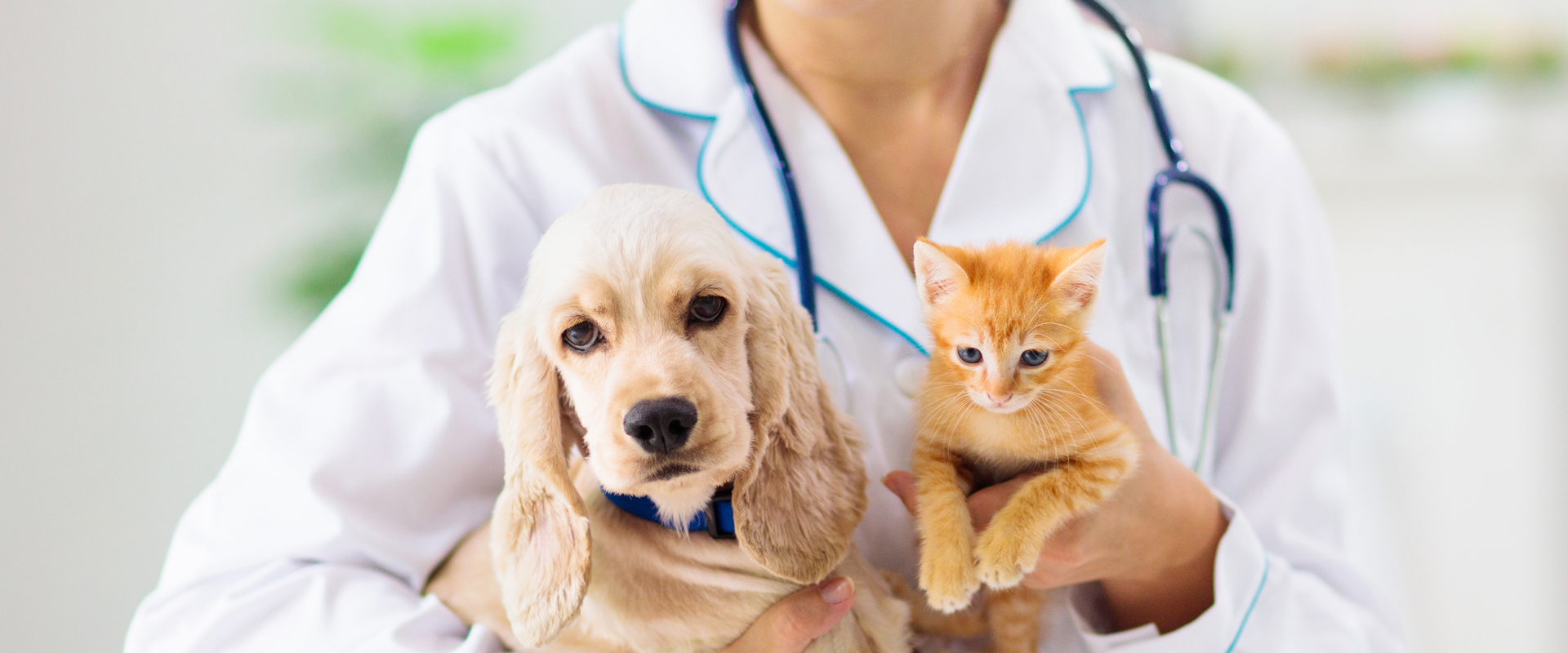 Blood Work: Why Young, Healthy Pets Can Benefit