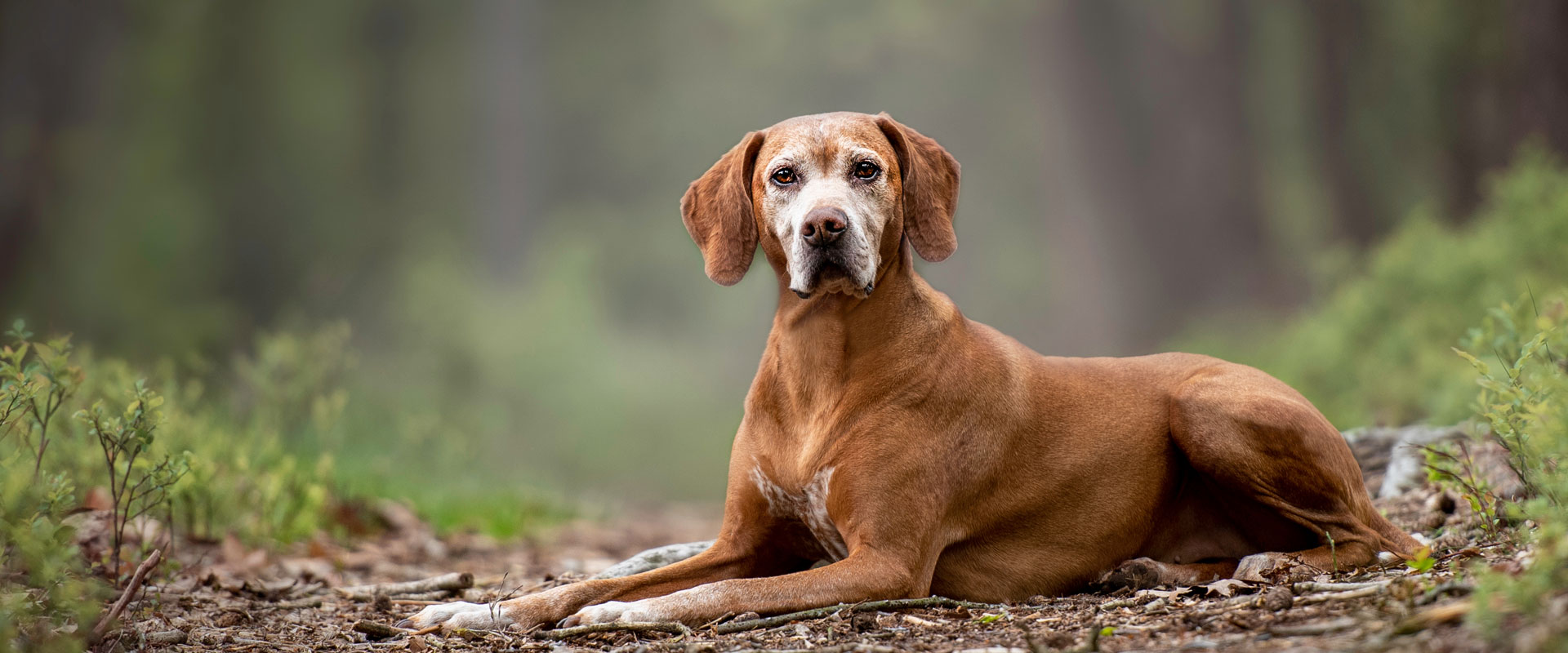 What Is Hospice Care for Pets?