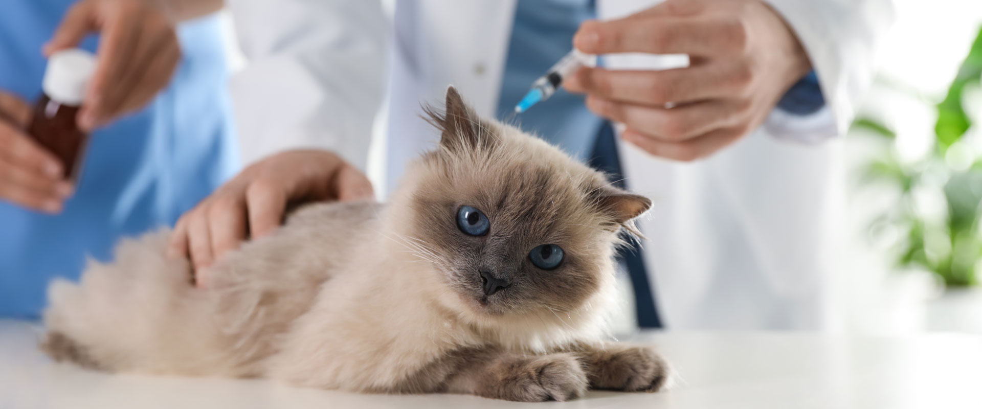 The Easiest Way to Update Your Pet’s Vaccines During National Immunization Awareness Month