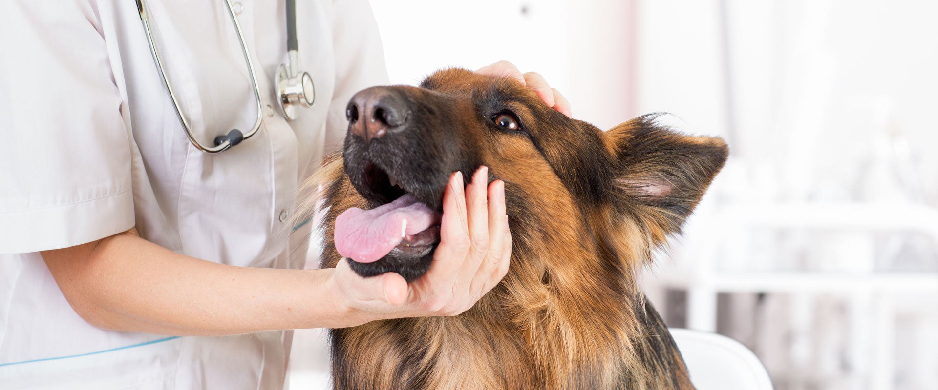 It’s National Pet Insurance Month – Is Your Pet Covered?