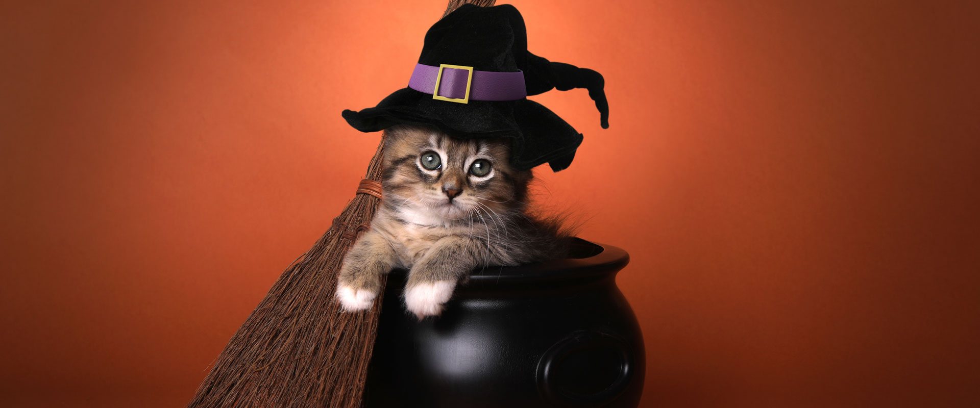 Celebrate National Cat Day With These 5 Halloween Safety Tips for Cats