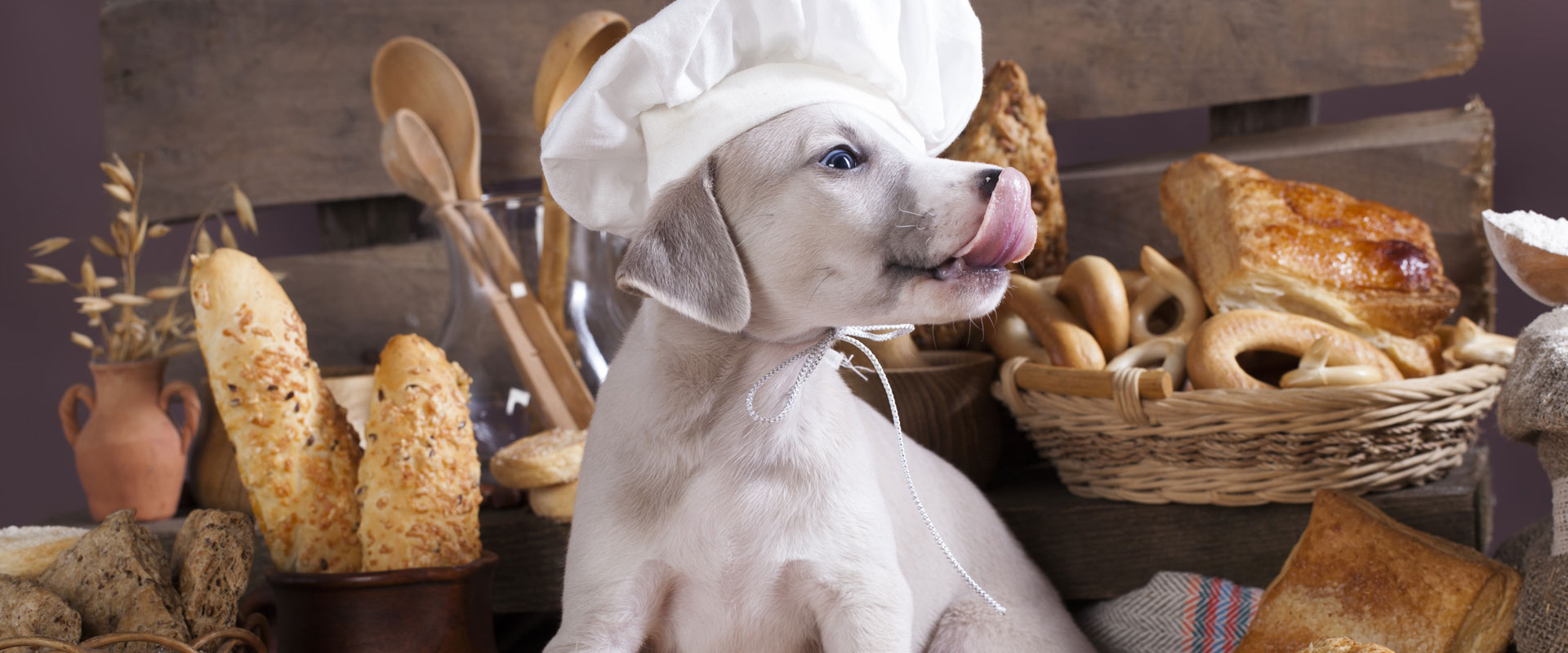 Foods To Avoid Feeding Your Pet On Thanksgiving