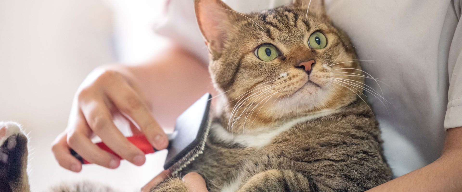 How Often Should I Schedule A Housecall For My Cat?