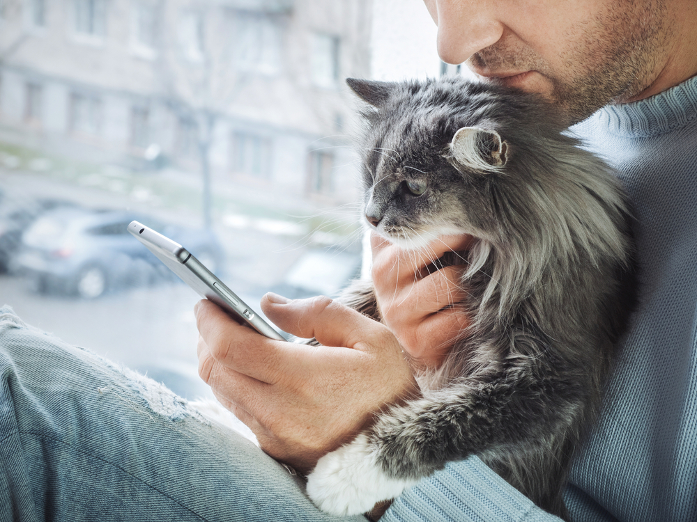 6 Signs Your Cat Needs to See a Vet Immediately