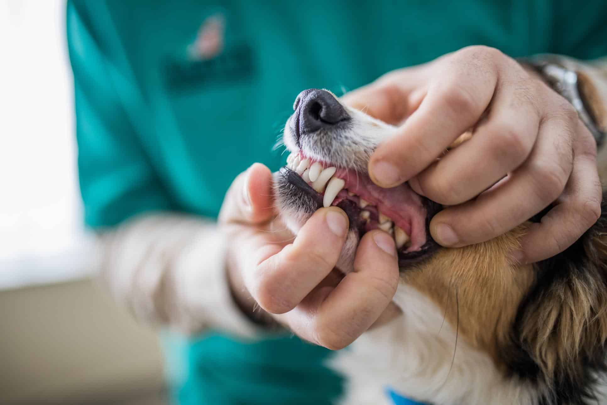 Recognizing Signs of Pet Dental Problems