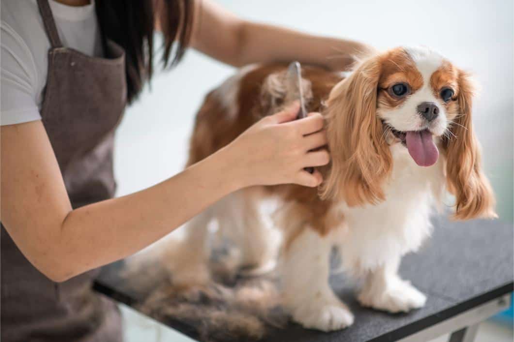 The Importance of Regular Grooming for Hot Pets In the Summer