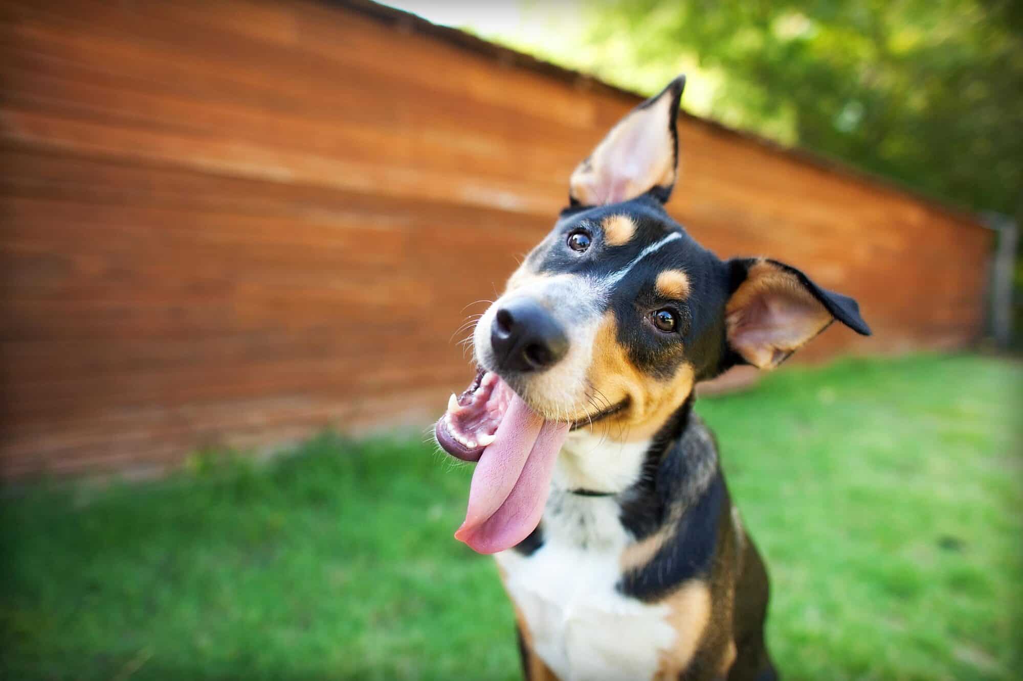 How to Celebrate National Dog Month: A Guide To Optimal Canine Care