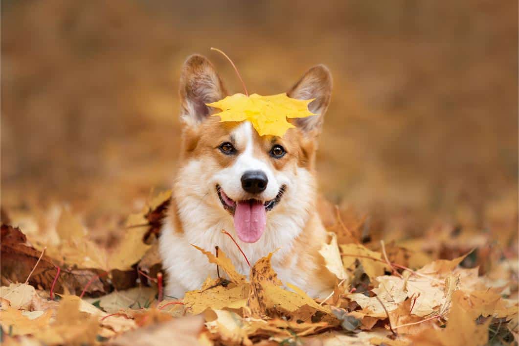 4 Essential Tips To Keep Your Pets Safe During Fall in Richmond, VA