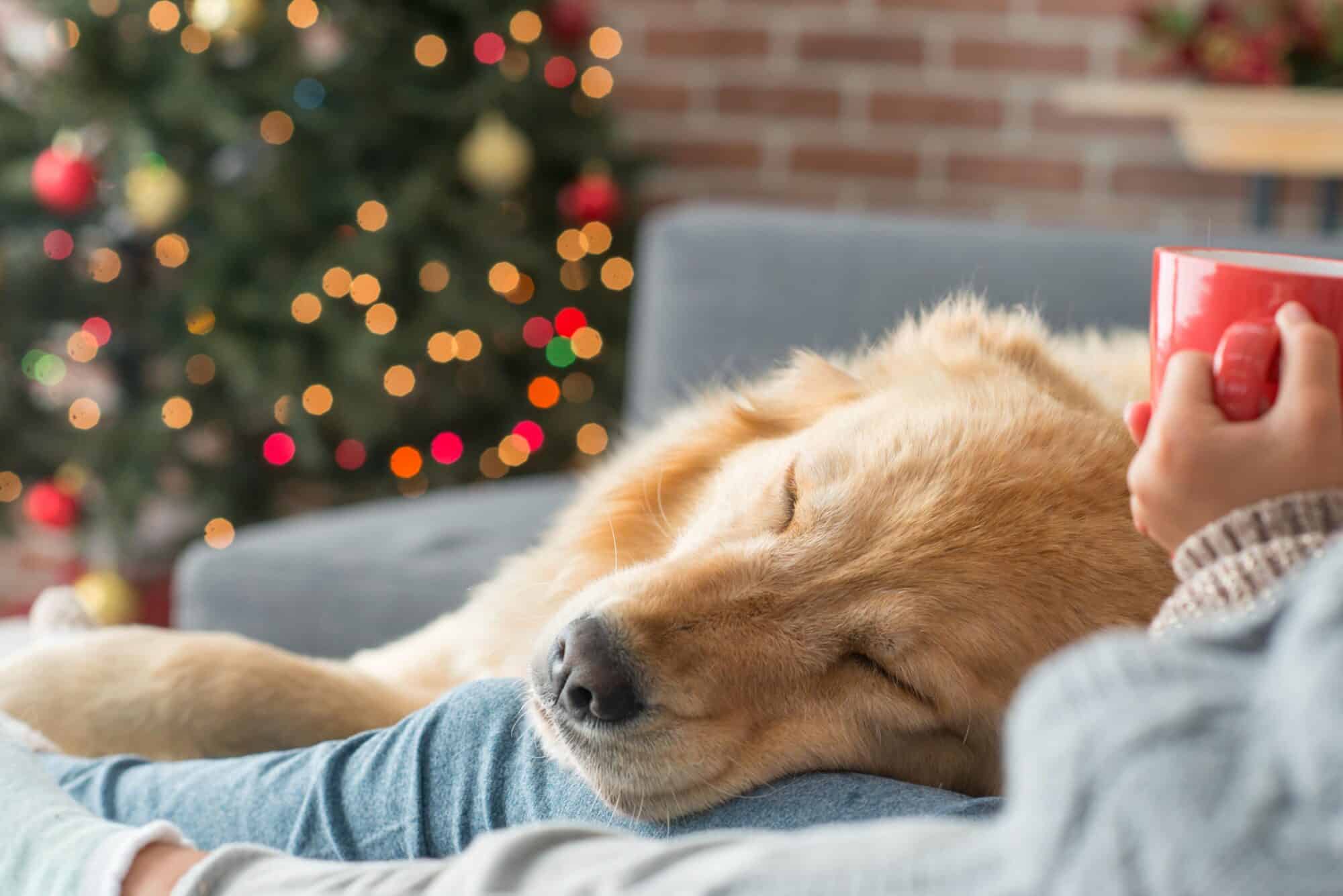 Preparing Your Pet for the Holiday Season: Tips From Your Mobile Veterinarian in Richmond, VA