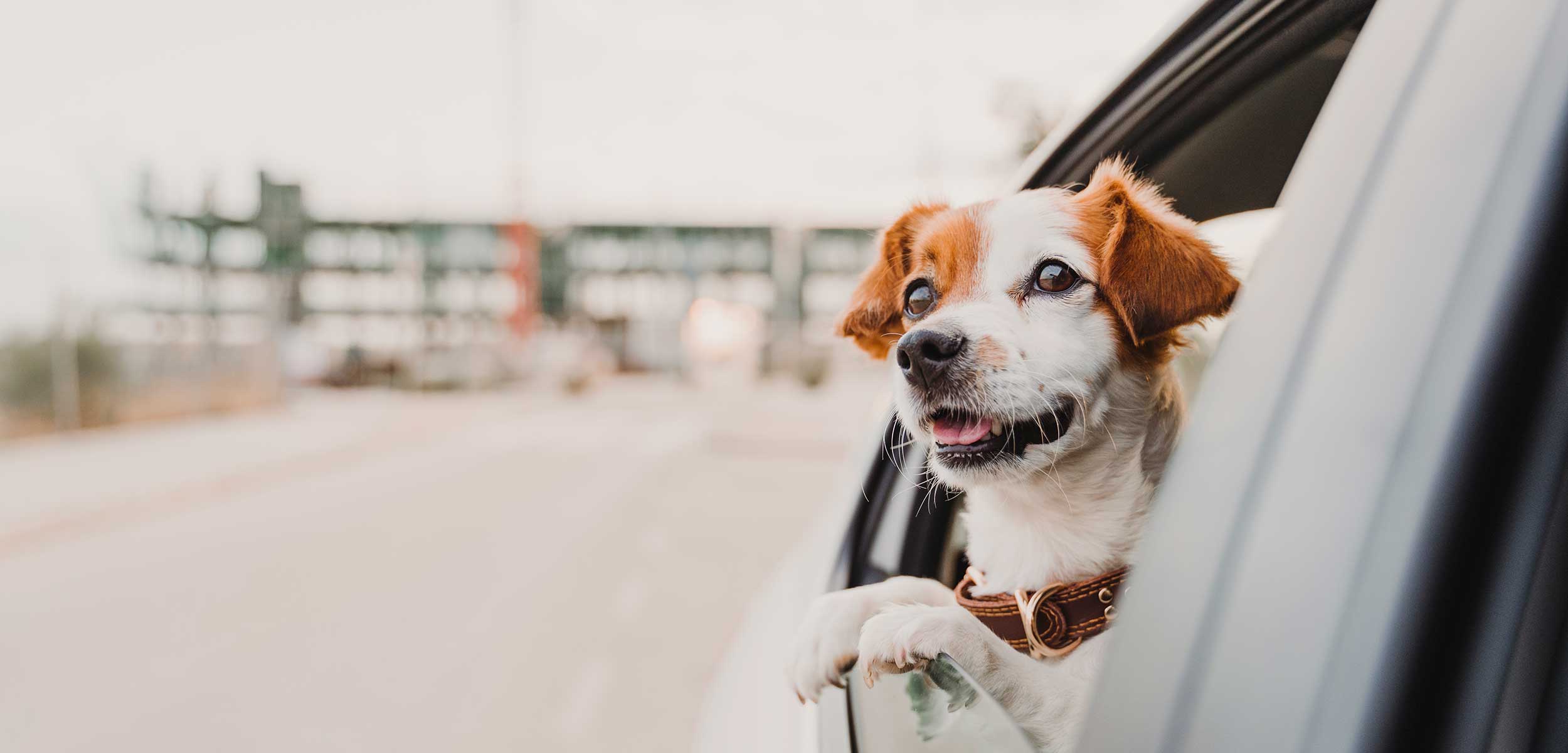 A dog out for a trip