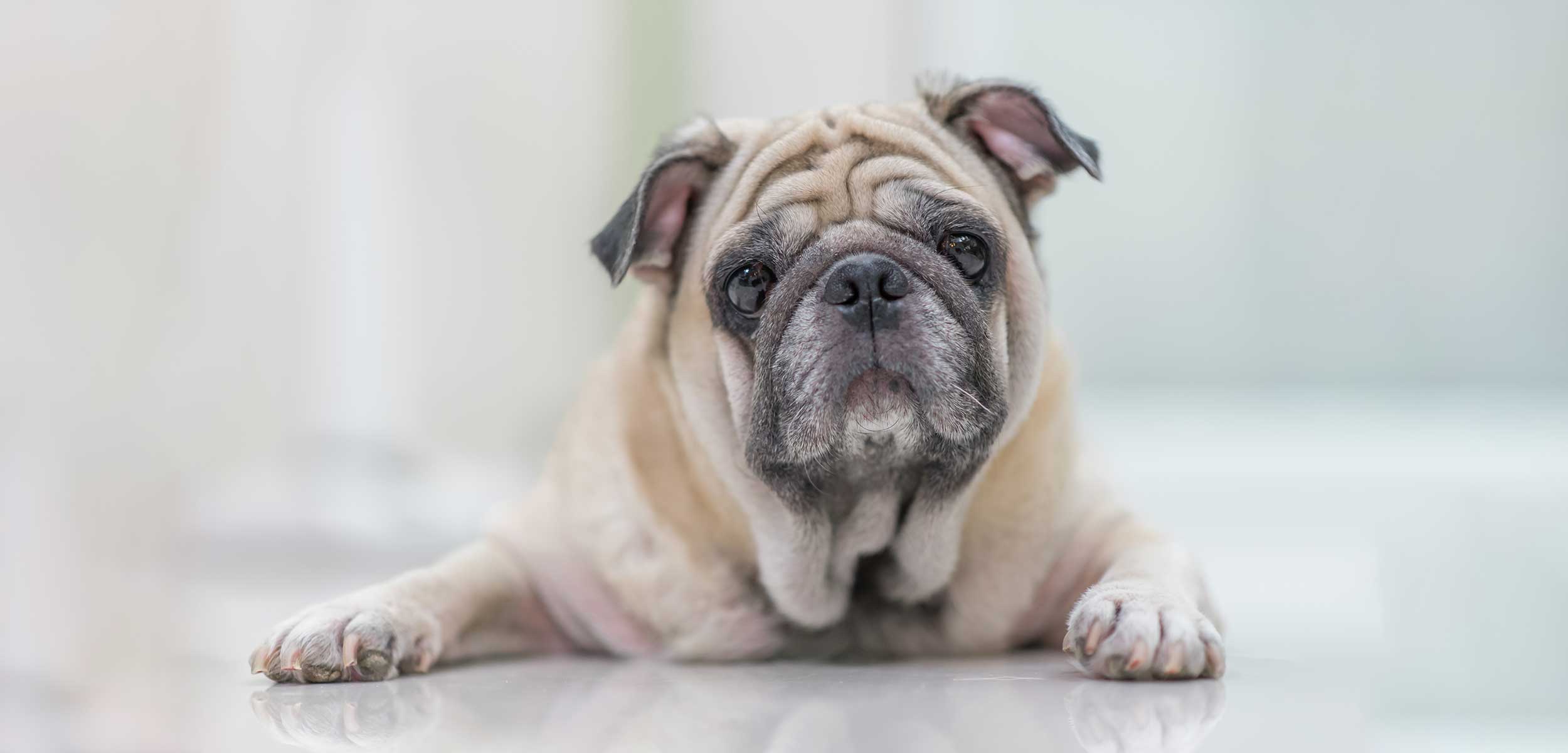 An older dog laying on the floor