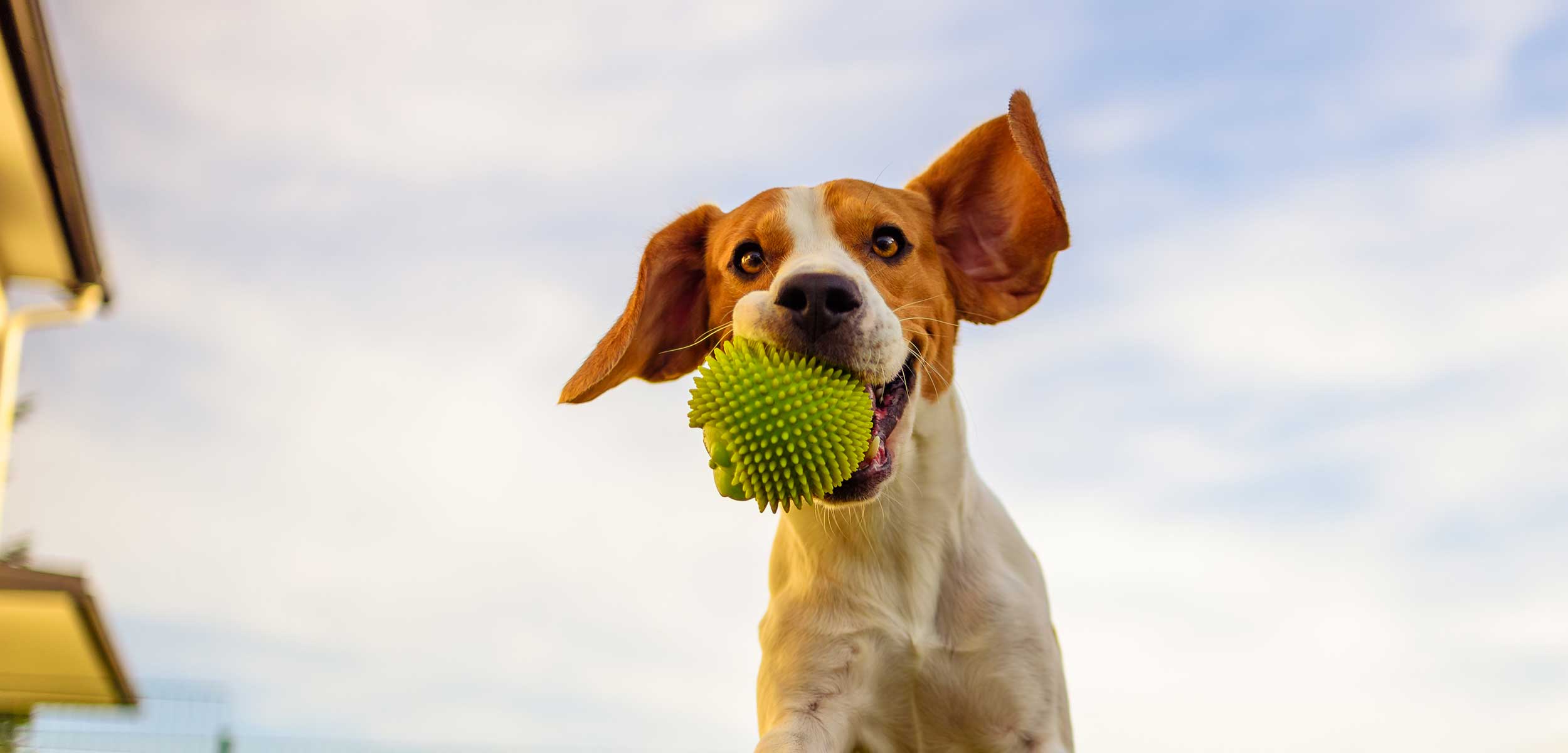 A dog jumping to catch a ball