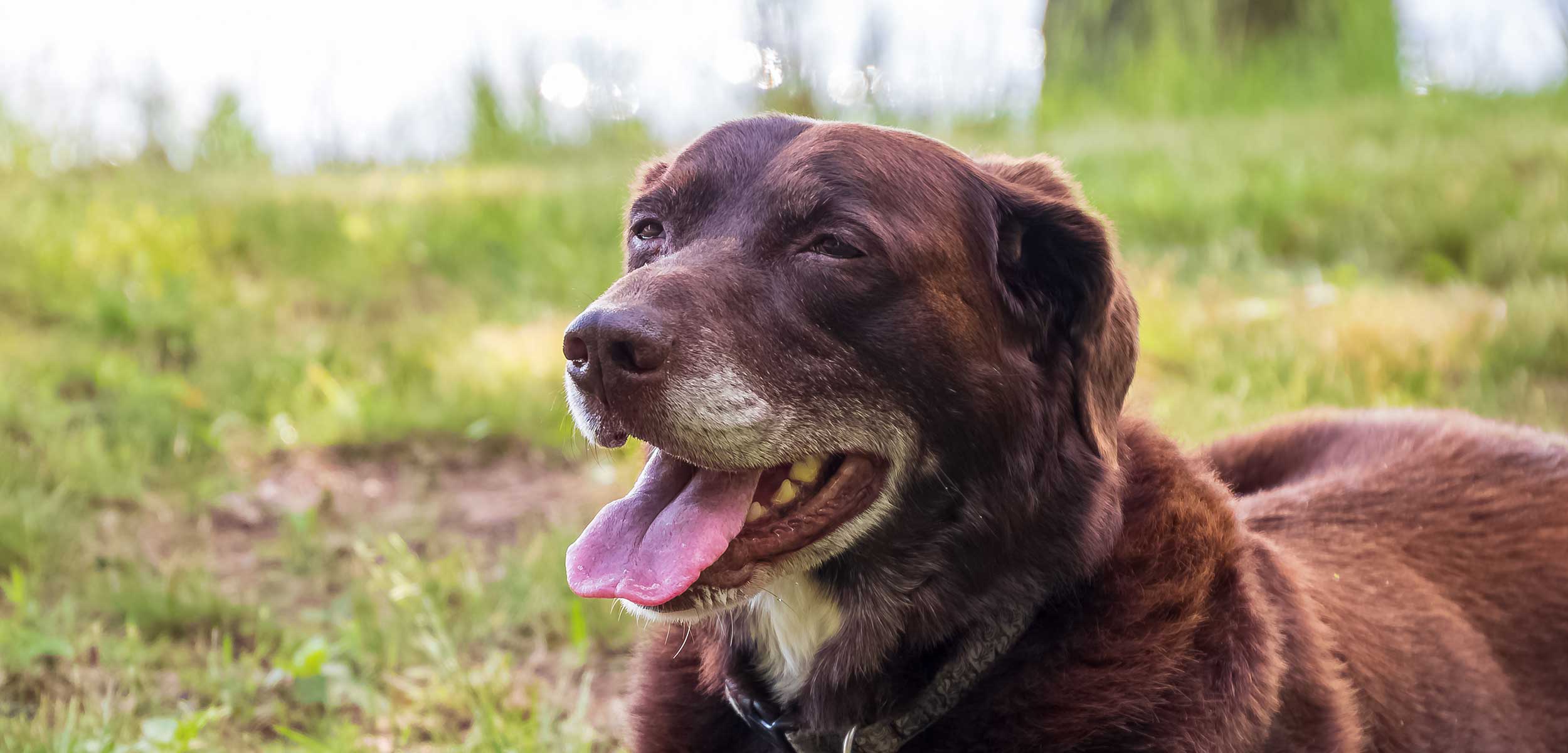 An old dog laying on the ground