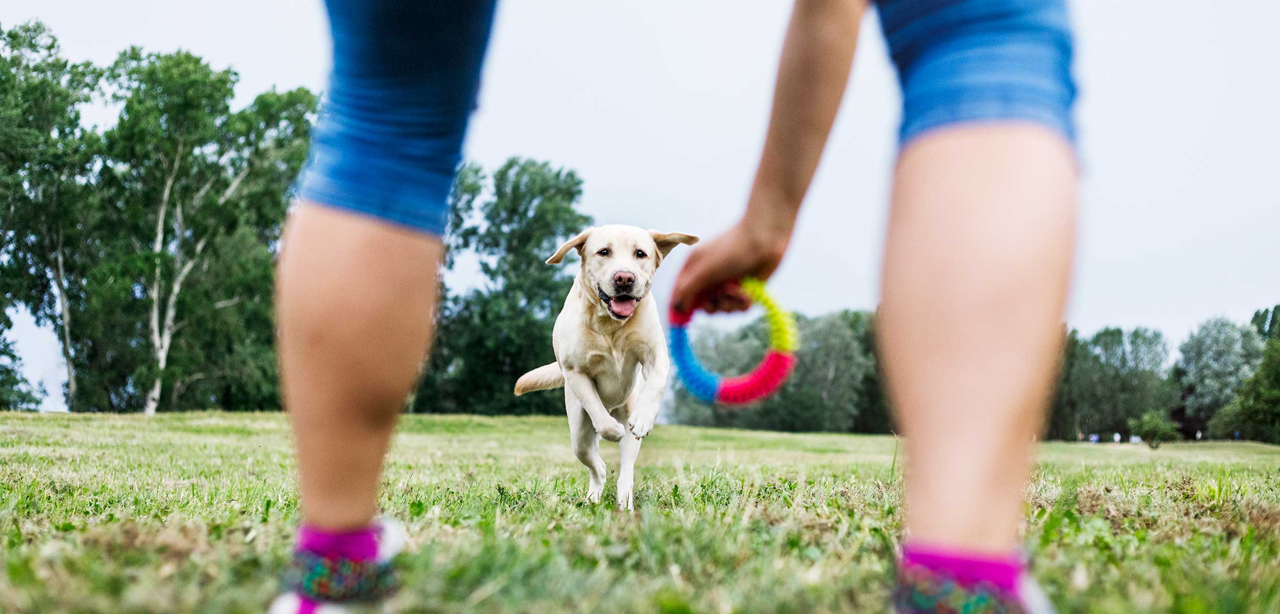 A dog playing outside