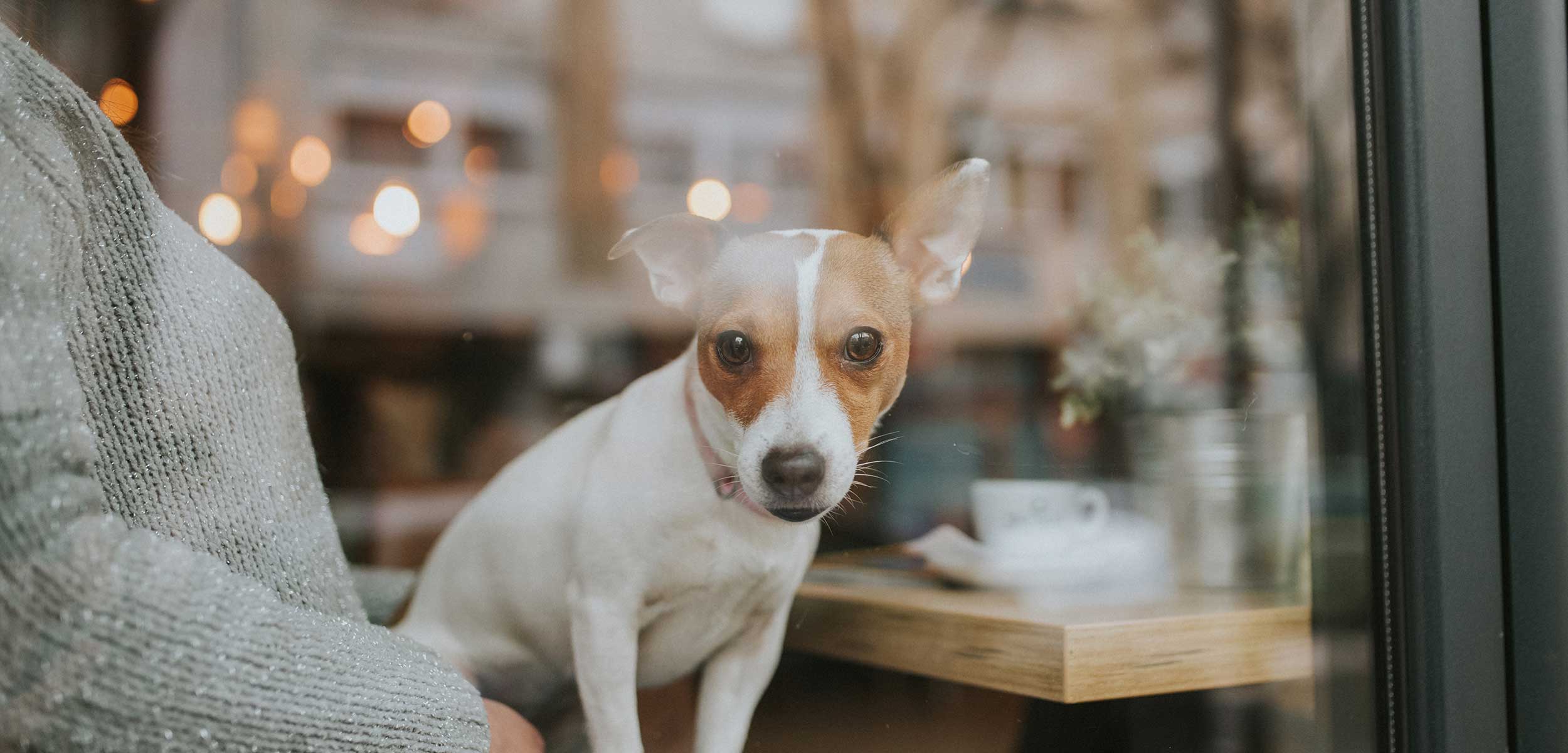 A dog sitting in a cafe