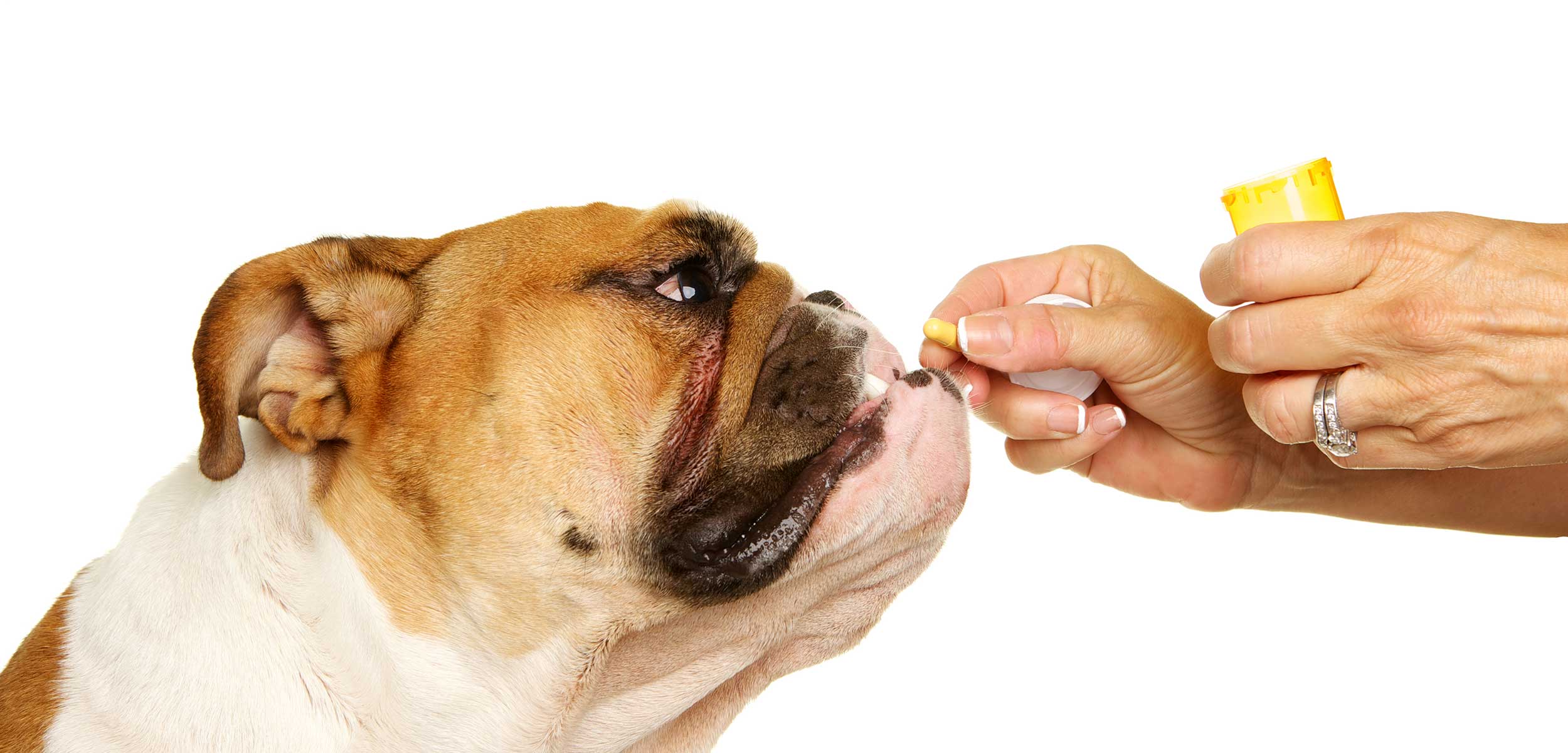 Dog being given a pill