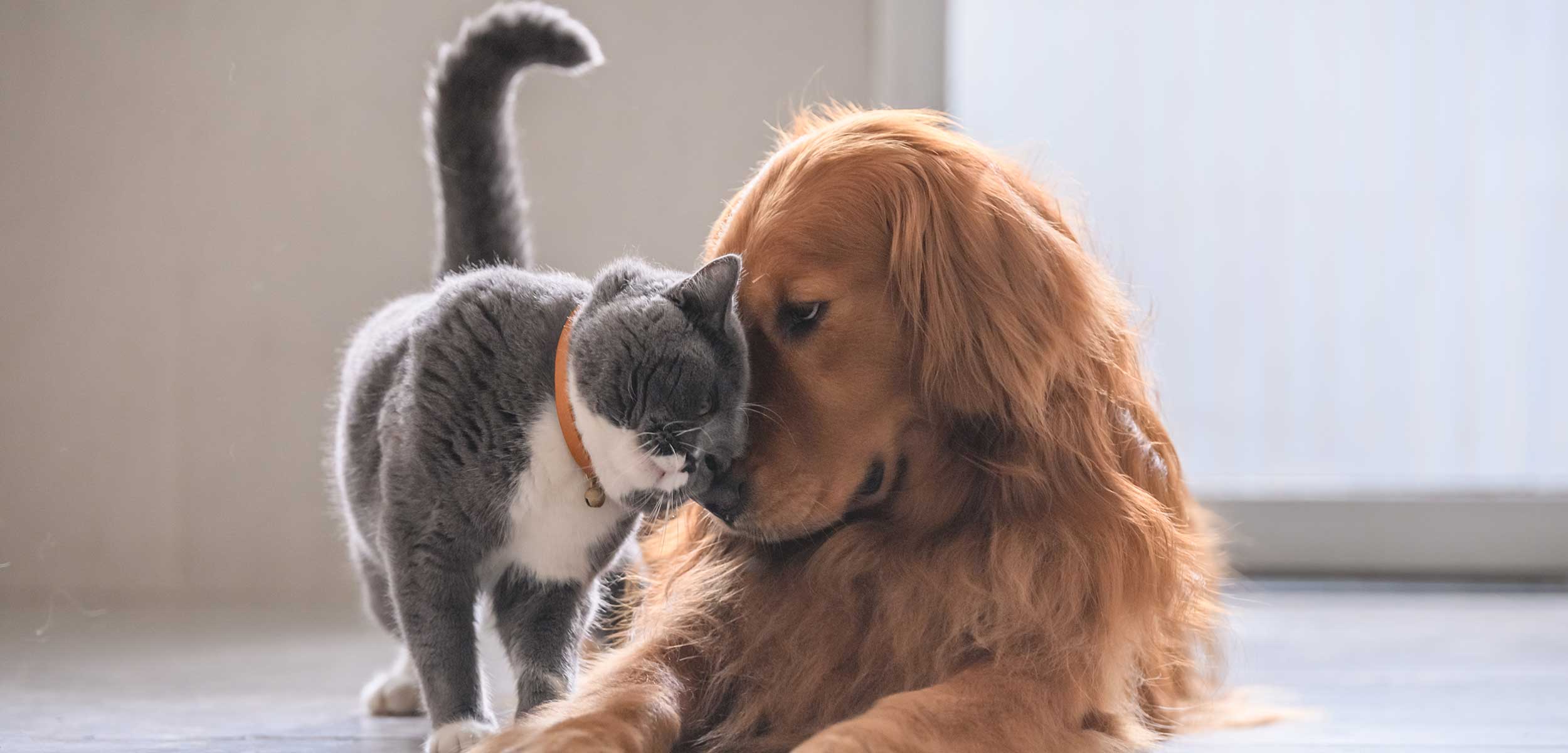 A cat and dog snuggling